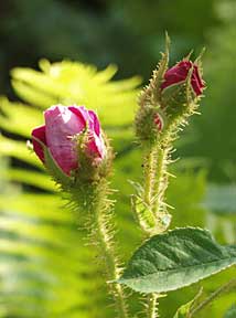 Impressionen aus meinem Rosengarten, Bild Nr.1