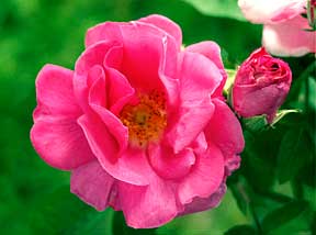 Impressionen aus meinem Rosengarten, Bild Nr.5