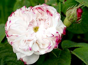 Impressionen aus meinem Rosengarten, Bild Nr.6